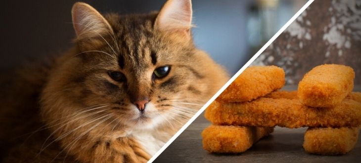 What happens if my cat accidentally ate a chicken nugget