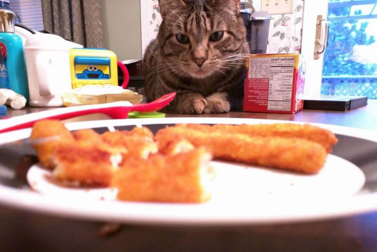 What signs should I watch for if my cat has consumed chicken nuggets