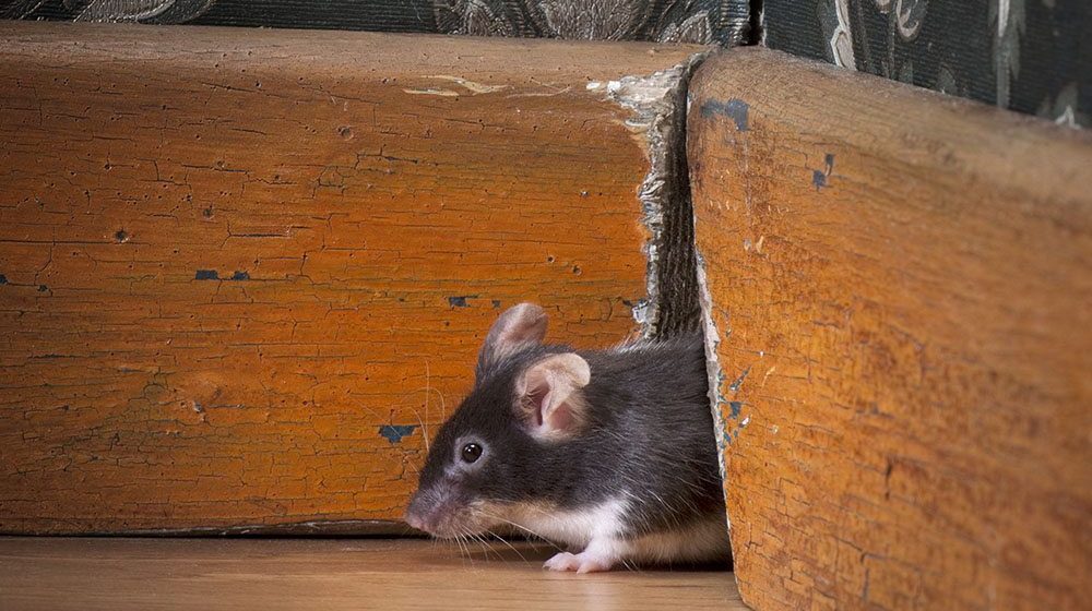 How Small of a Gap Can Mice Squeeze Through