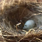 How Long Can Bird Eggs Be Left Unattended During Incubation