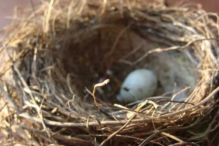 How Long Can Bird Eggs Be Left Unattended During Incubation