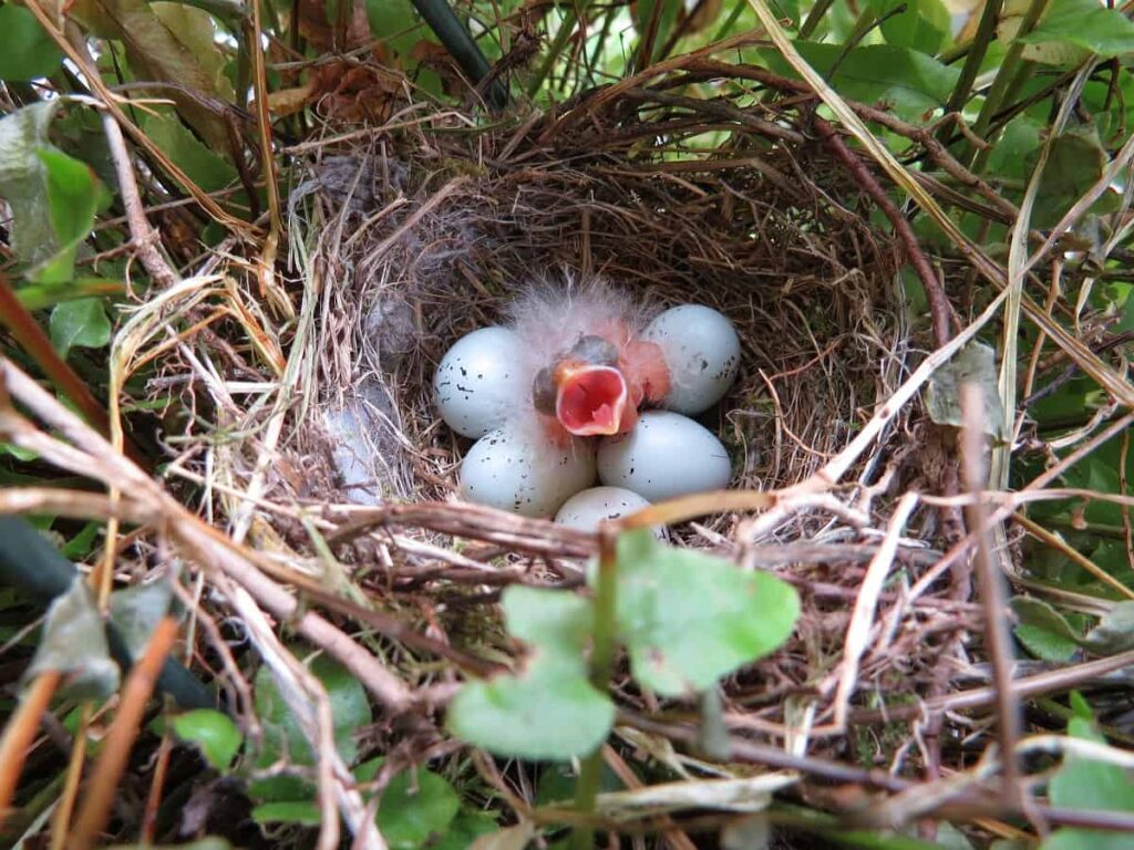 What factors influence the duration of bird egg incubation