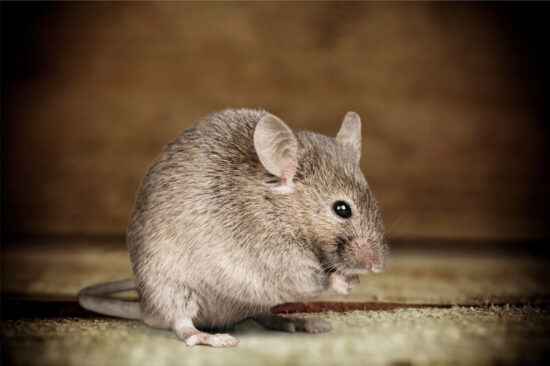 Factors Influencing Mice Behavior