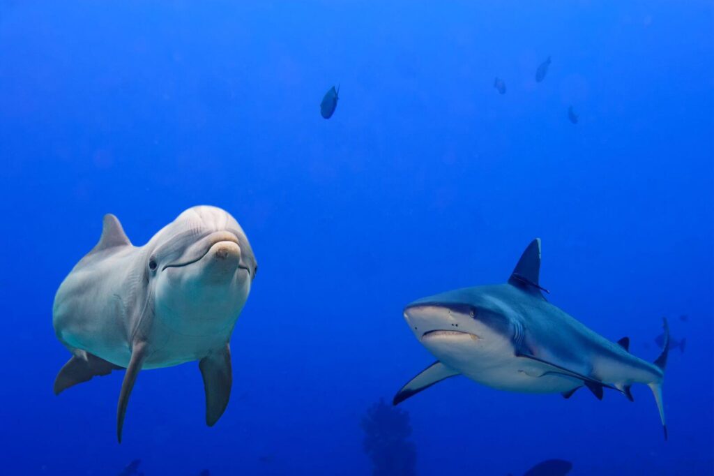 Shark vs Dolphins: Key Factors in a Showdown