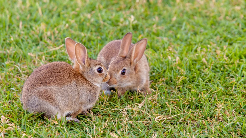 What Influences the Social Structure and Behavior of Rabbits