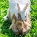 Can Two Unneutered Female Rabbits Live Together