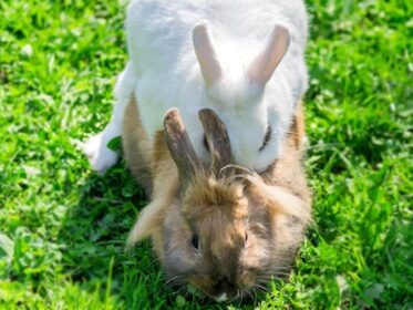 Can Two Unneutered Female Rabbits Live Together