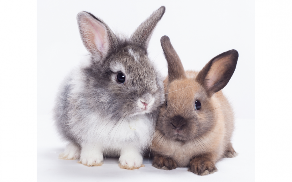 What Are the Challenges of Keeping Unneutered Female Rabbits Together