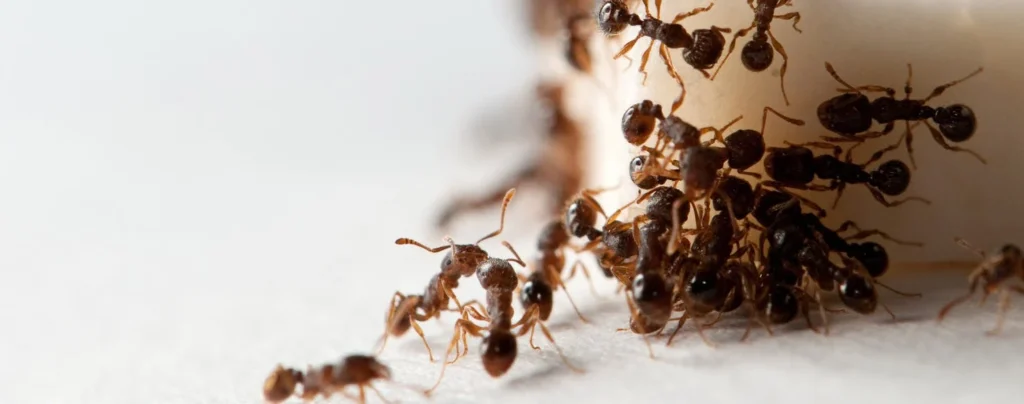 What Safety Measures Should You Take with Ant Powder
