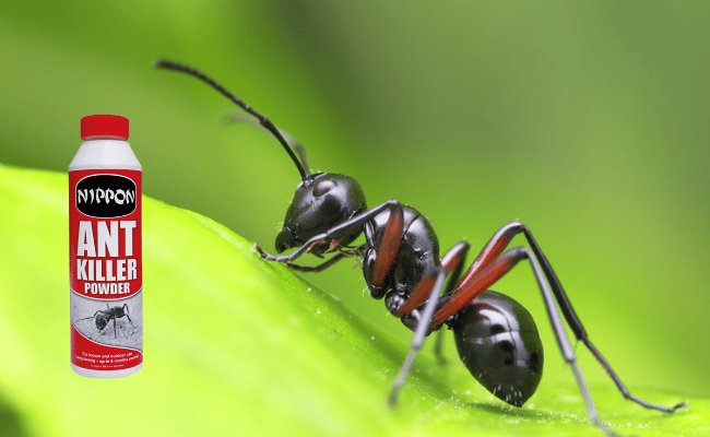 What Ingredients in Ant Powder Harm Humans