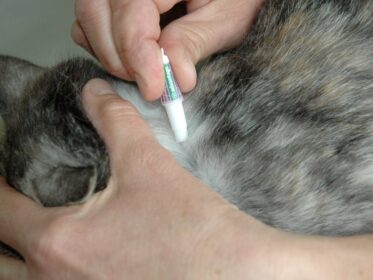 How to Put Flea Medicine on a Difficult Cat