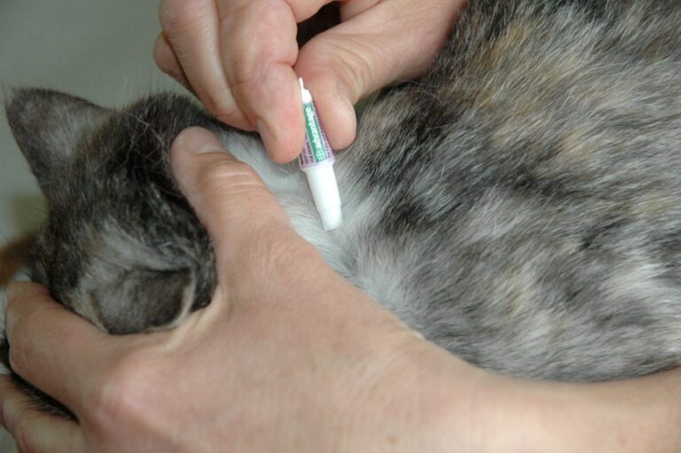 How to Put Flea Medicine on a Difficult Cat