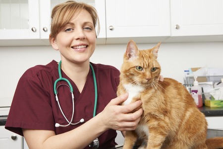 How to manage a cat's activity after surgery effectively