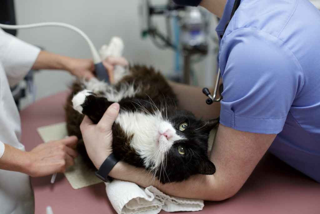 What factors influence post-surgery activity in cats