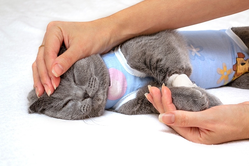 How to manage a cat's activity after surgery effectively